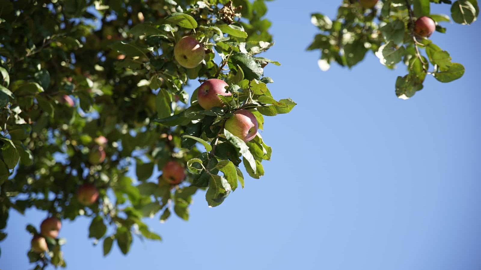 pomme sur un arbre