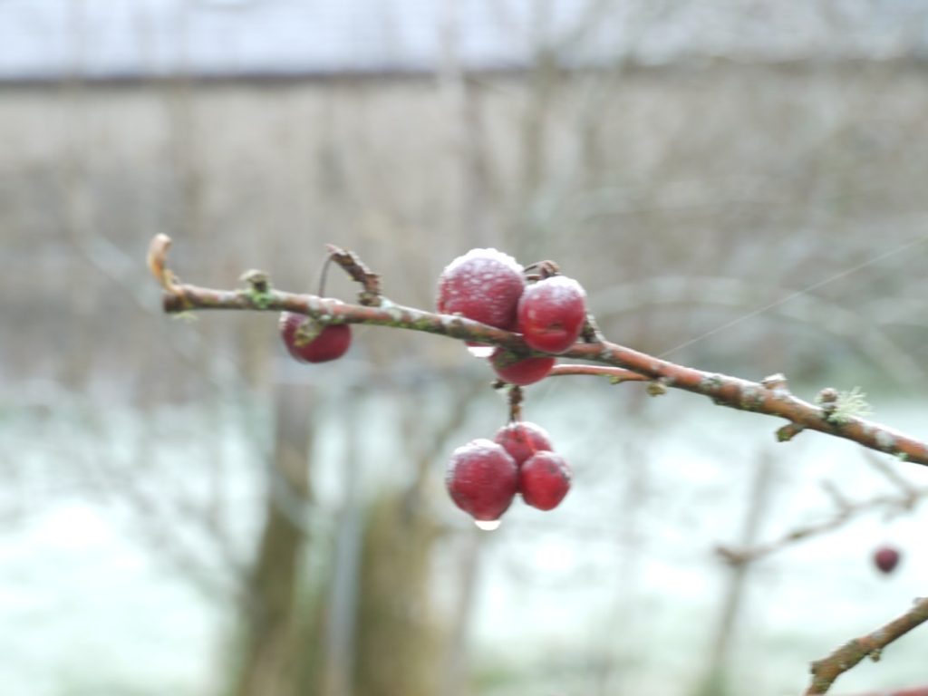 découvrez notre sélection de produits surgelés de haute qualité, pratiques et savoureux pour faciliter vos repas quotidiens.